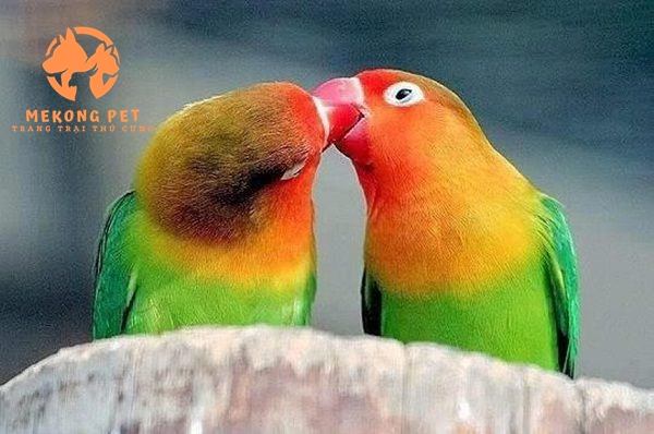 Mua Bán Vẹt Lovebird: Hướng Dẫn Chọn Lựa Và Chăm Sóc